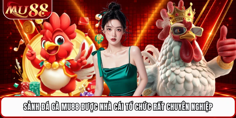 Sảnh đá gà MU88 được nhà cái tổ chức rất chuyên nghiệp